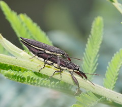 Rhinotia phoenicoptera