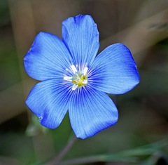 Linum austriacum collinum