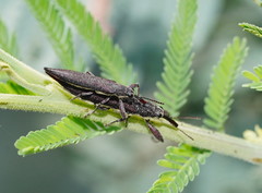 Rhinotia phoenicoptera