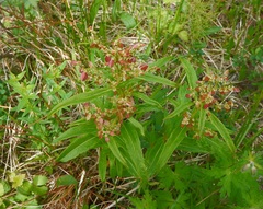 Koenigia tripterocarpa