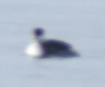 Podiceps auritus