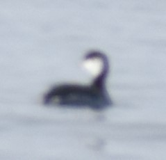 Podiceps auritus