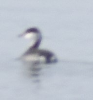 Podiceps auritus