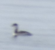 Podiceps auritus