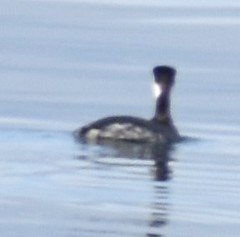 Podiceps auritus