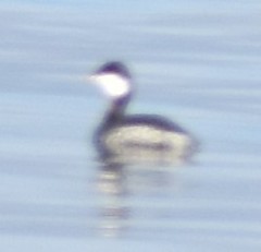 Podiceps auritus