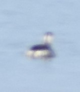 Podiceps auritus