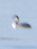 Podiceps auritus