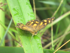 Heteronympha solandri