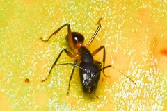 Camponotus confusus