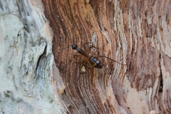Camponotus confusus