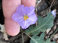 Solanum pungetium