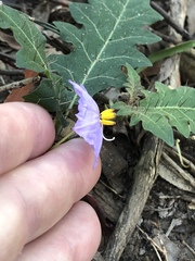 Solanum pungetium