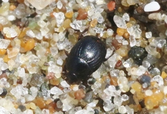 Hypocaccus lucidulus