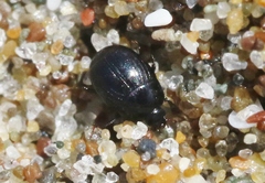 Hypocaccus lucidulus