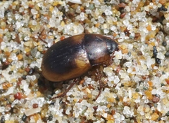 Phaleria rotundata