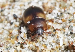 Phaleria rotundata
