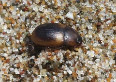 Phaleria rotundata