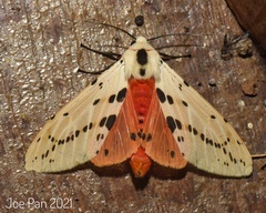 Spilarctia groganae