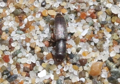 Phyconomus marinus