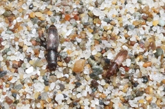 Phyconomus marinus