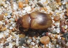 Phaleria rotundata