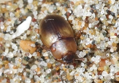 Phaleria rotundata