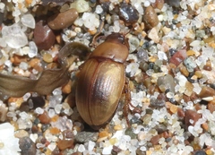 Phaleria rotundata