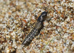 Cafius canescens
