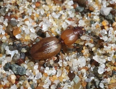 Akephorus marinus