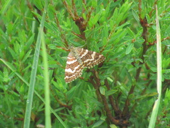 Chrysolarentia polycarpa