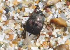 Hypocaccus bigemmeus