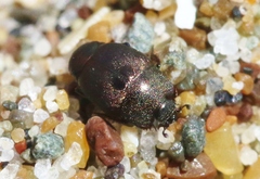 Hypocaccus bigemmeus