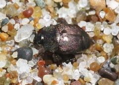 Hypocaccus bigemmeus