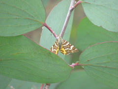 Chrysolarentia polycarpa