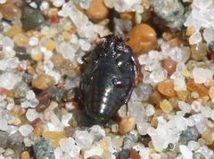 Hypocaccus bigemmeus