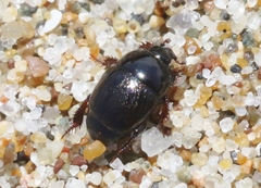 Hypocaccus lucidulus