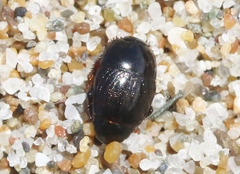 Hypocaccus lucidulus