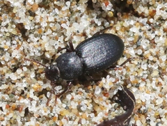 Epantius obscurus