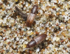Phyconomus marinus