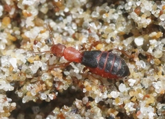 Endeodes basalis