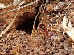 Anochetus