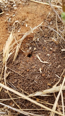 Anochetus