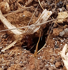 Anochetus