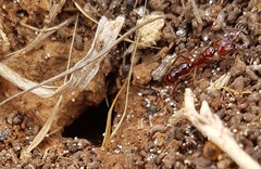 Anochetus