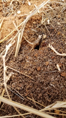 Anochetus