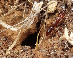 Anochetus