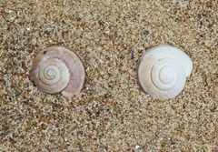 Helminthoglypta walkeriana