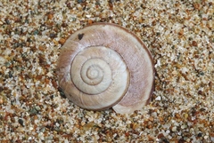 Helminthoglypta walkeriana