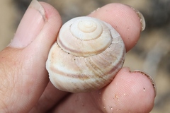 Helminthoglypta walkeriana